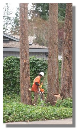 Tree Service Tacoma